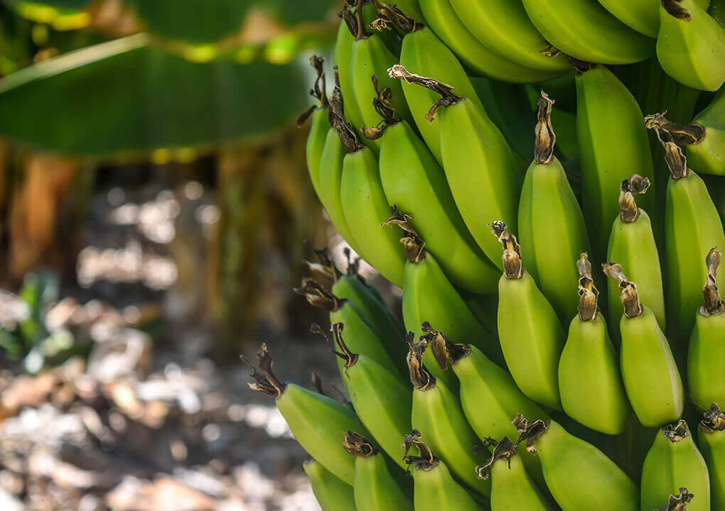 Populaire bananen